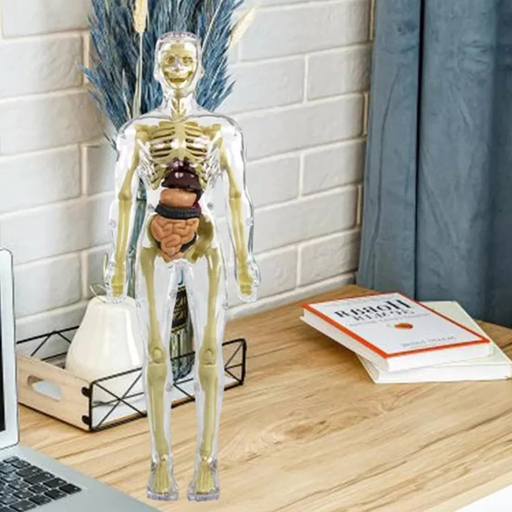 3D Human Body Torso Anatomy Model for Kids