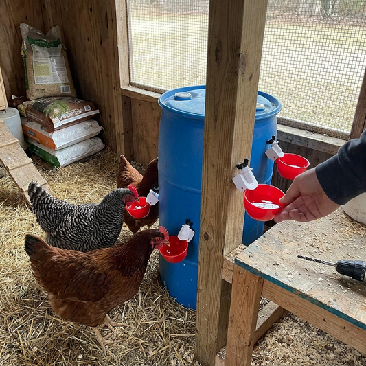10 Pcs Chicken Waterer lifestyle