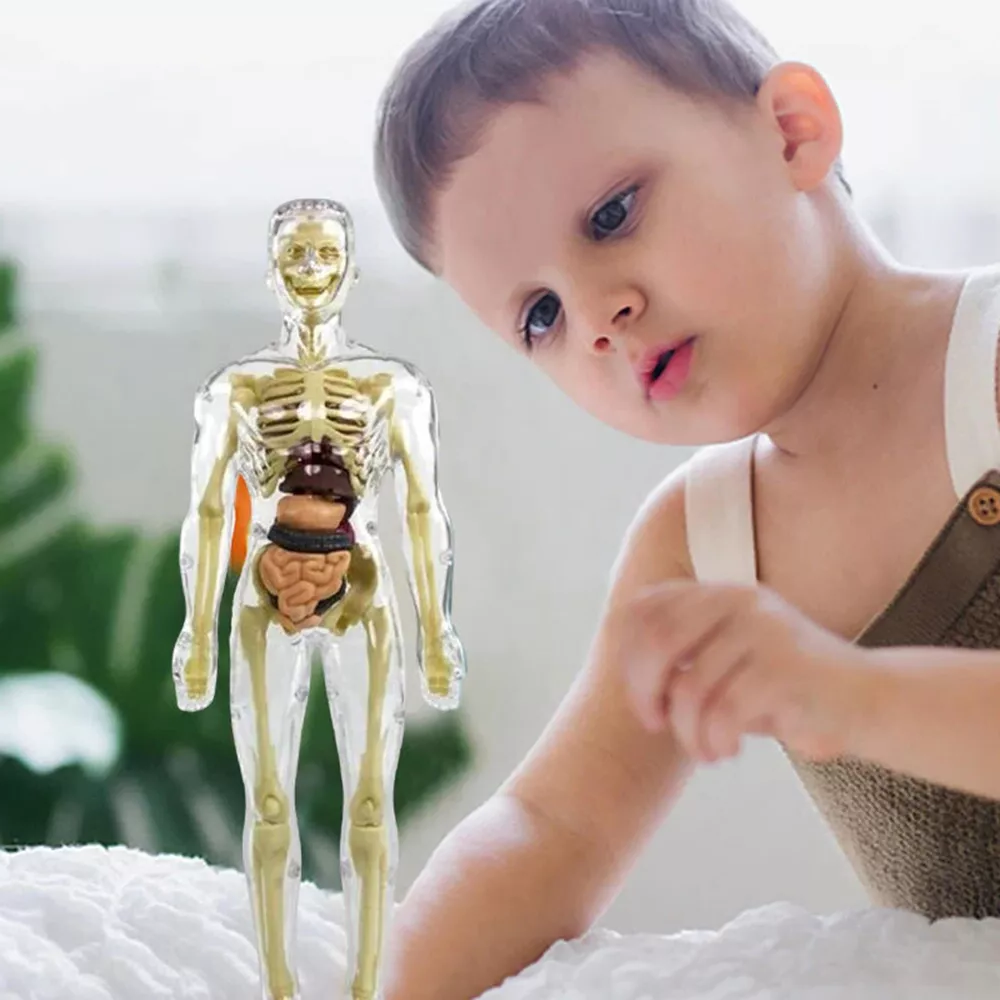 3D Human Body Torso Anatomy Model for Kids