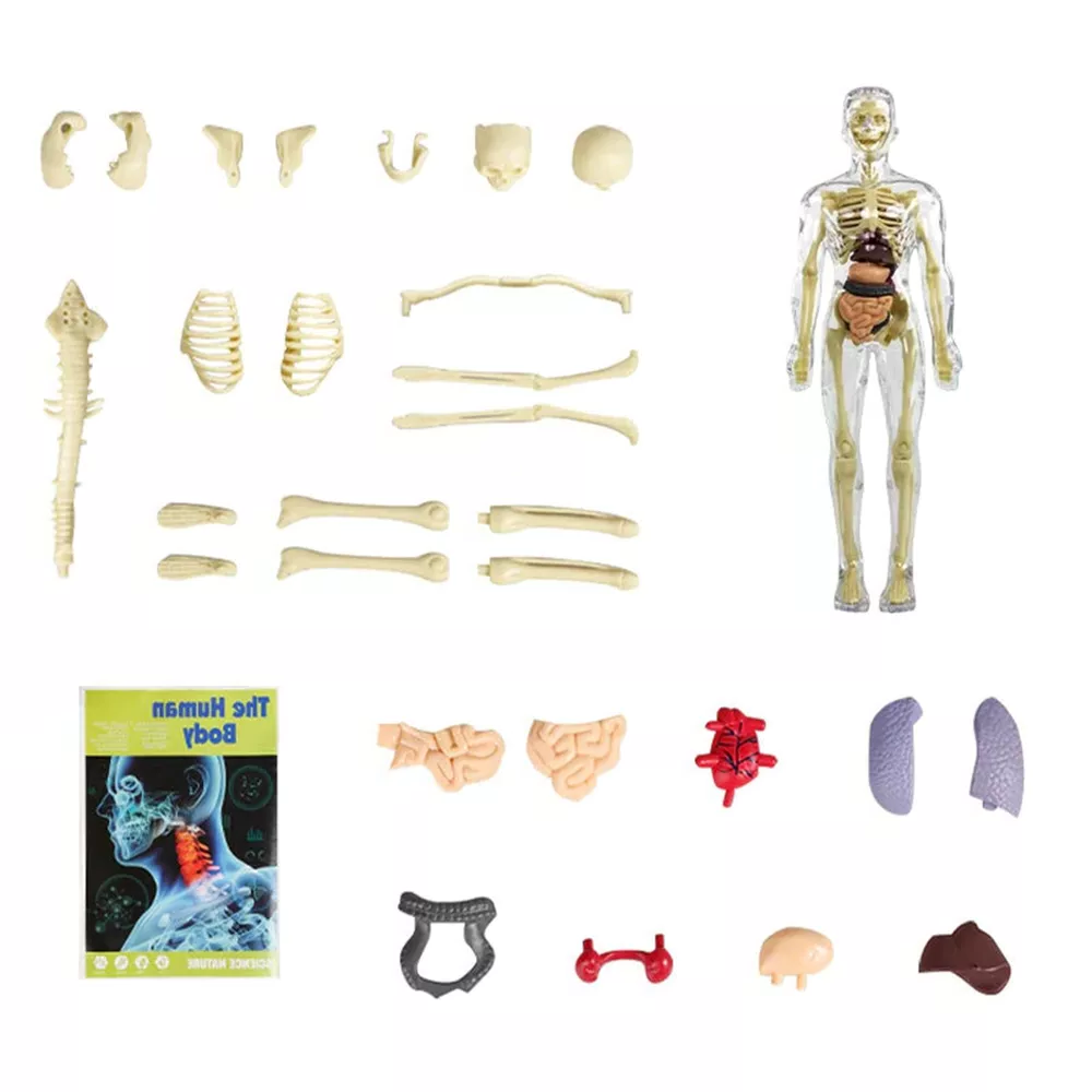 3D Human Body Torso Anatomy Model for Kids