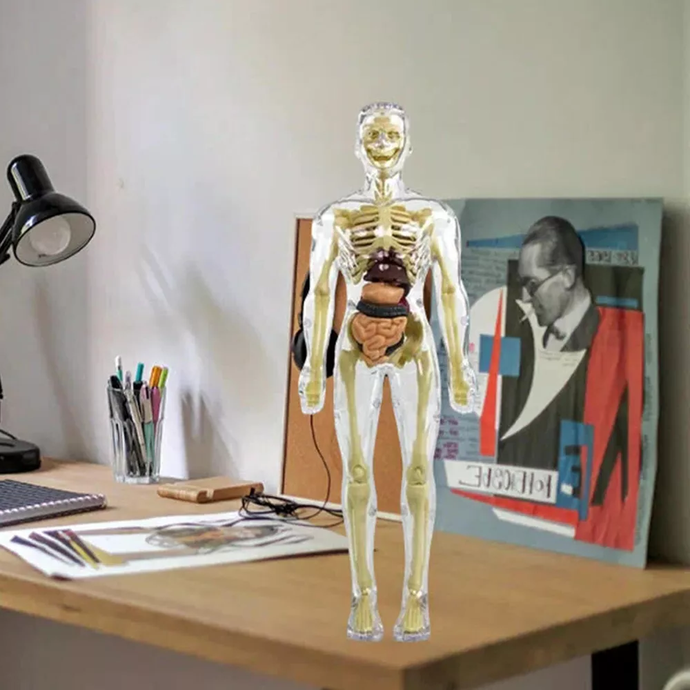 3D Human Body Torso Anatomy Model for Kids