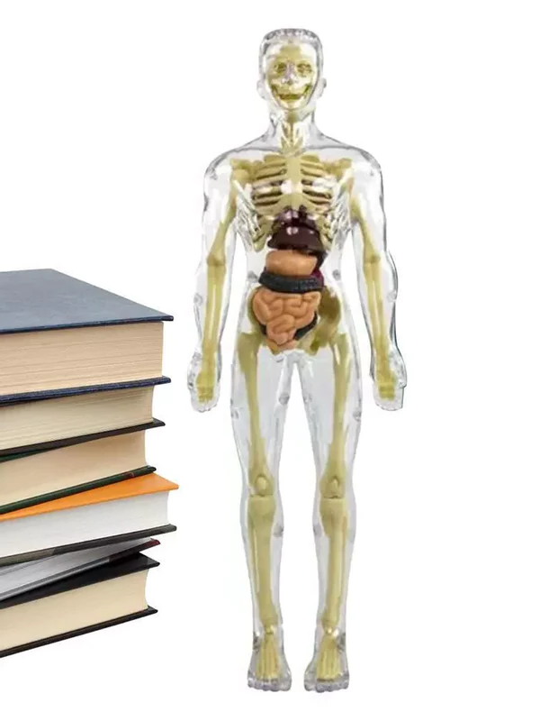 3D Human Body Torso Anatomy Model for Kids